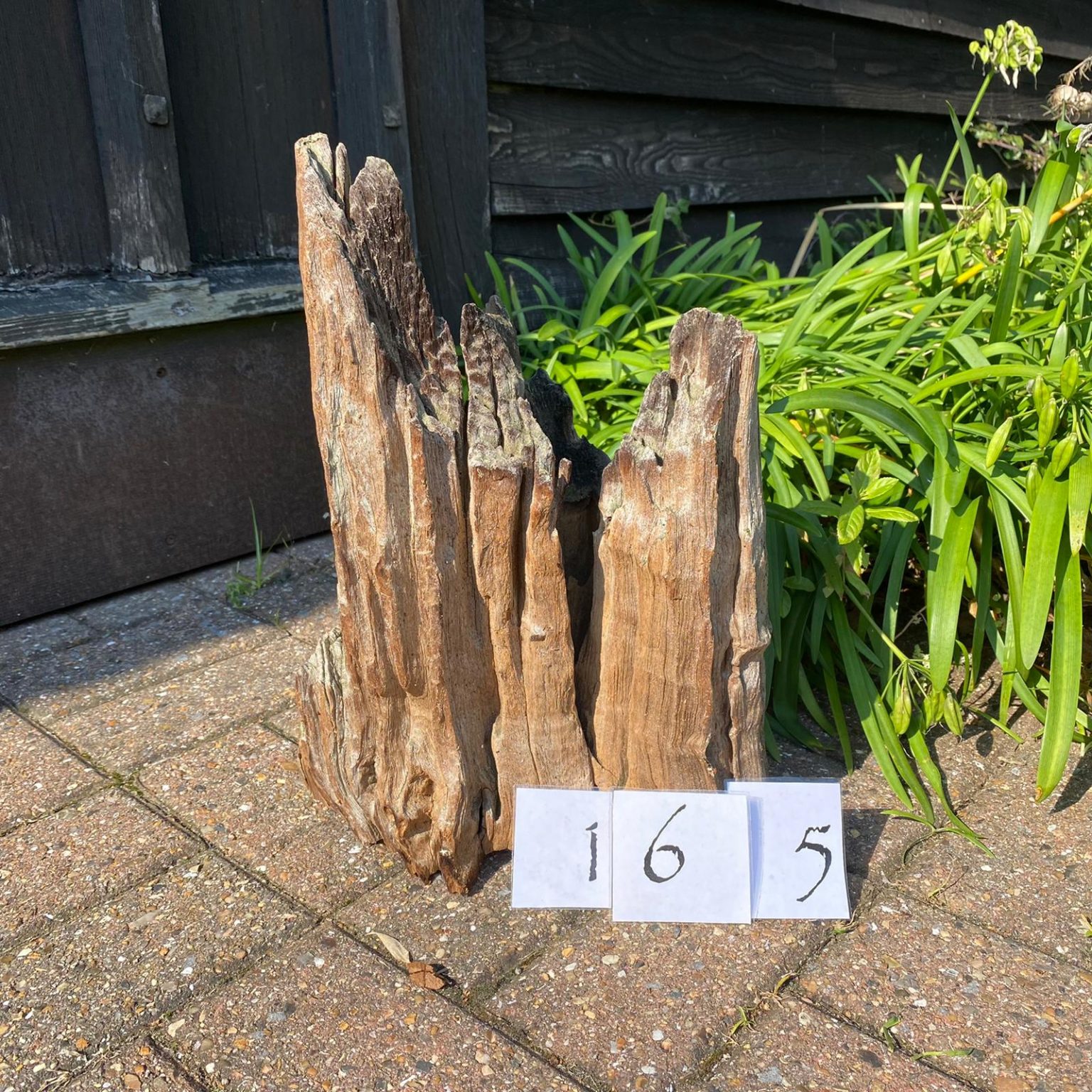 Driftwood Sculpture 165 with Free Shipping Rainforest Relics