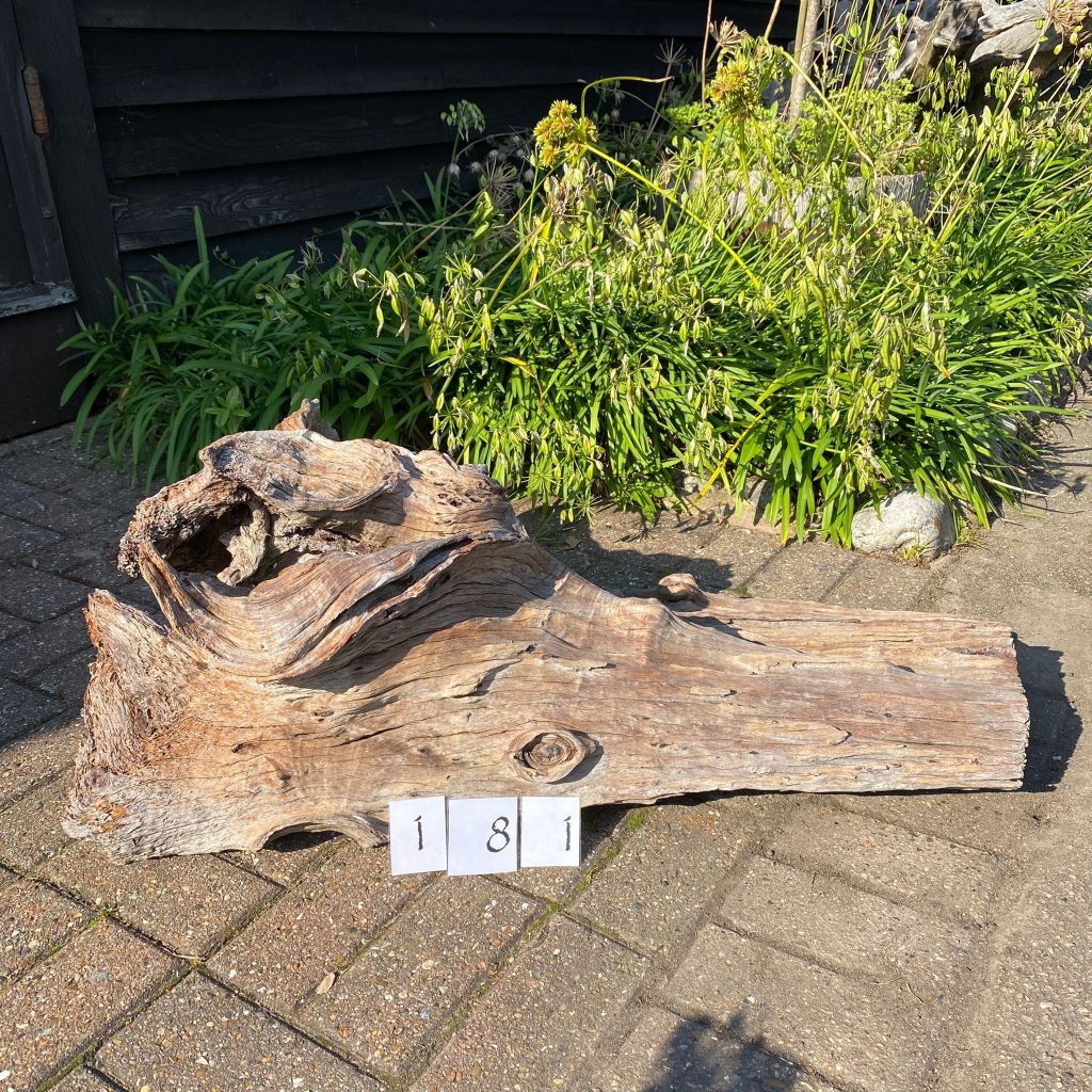 Driftwood Sculpture 181 with Free Shipping Rainforest Relics