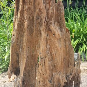 Driftwood Sculpture 180 with Free Shipping - Image 2