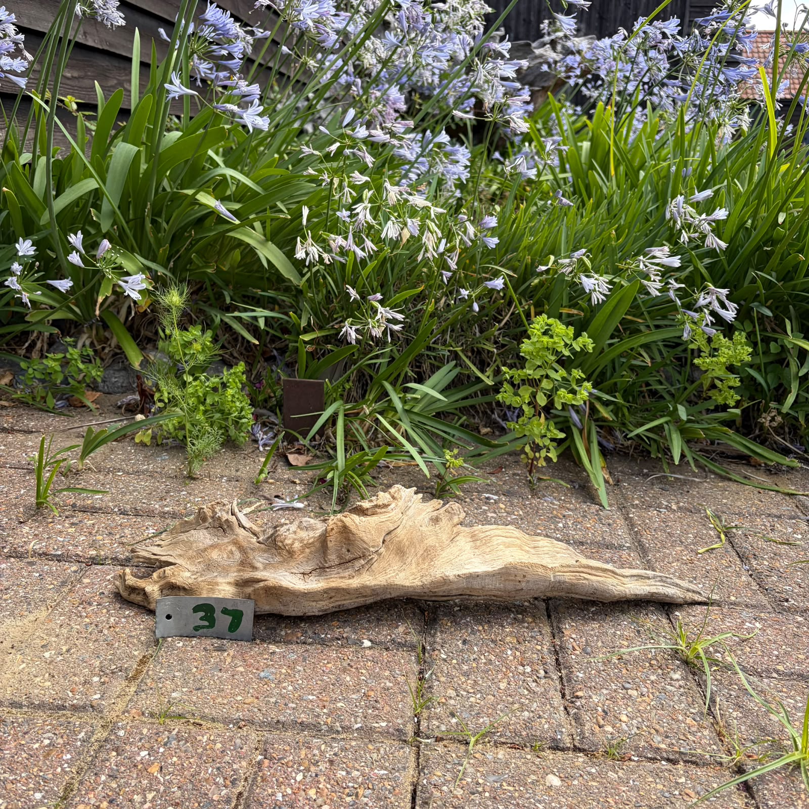 37 Driftwood Sculpture 37 with Free Shipping - Image 1
