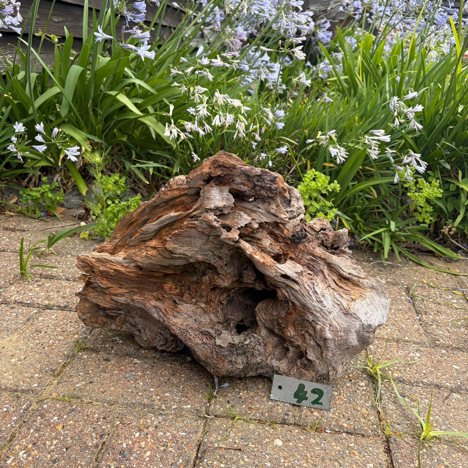 42 Driftwood Sculpture 42 with Free Shipping - Image 1