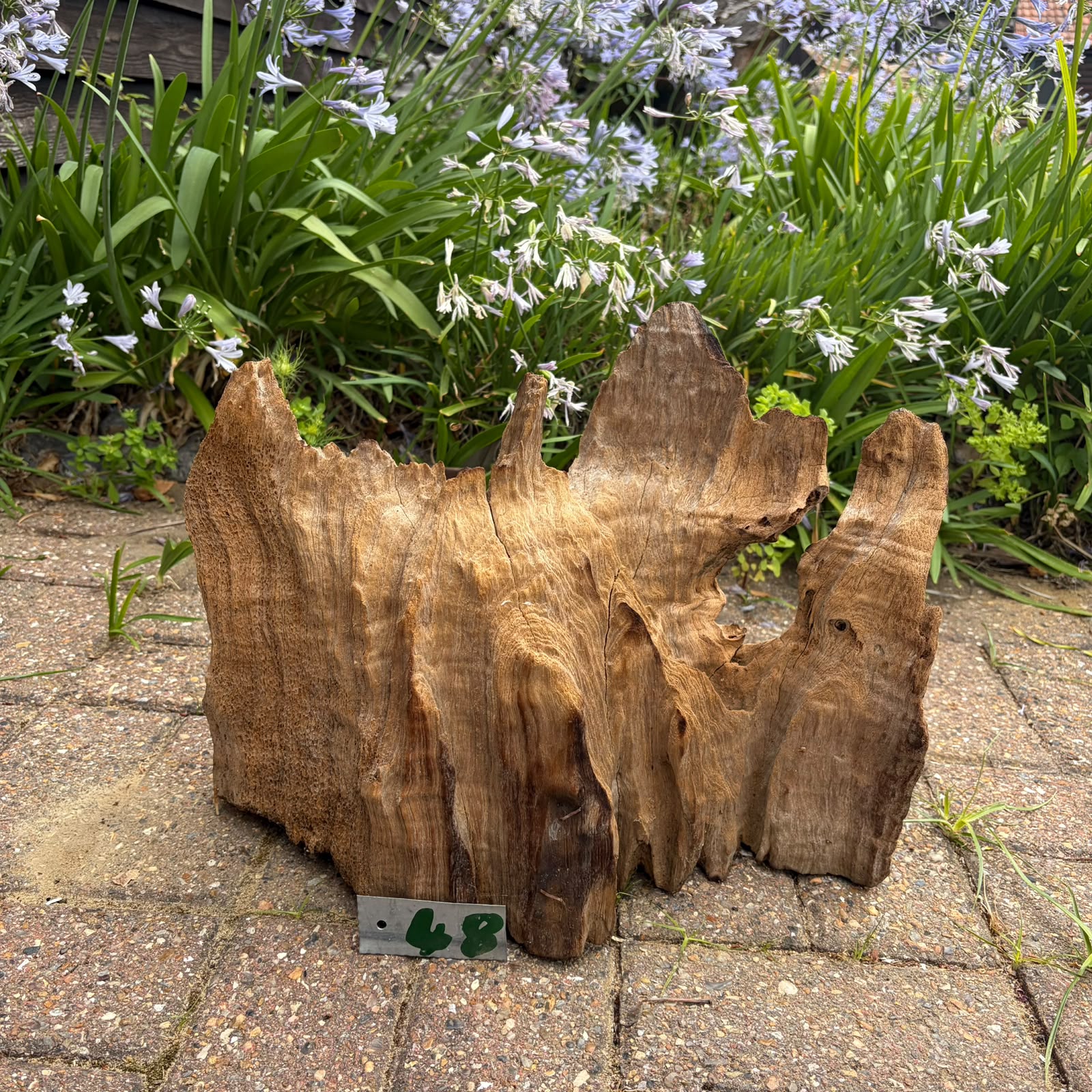 48 Driftwood Sculpture 48 with Free Shipping - Image 1