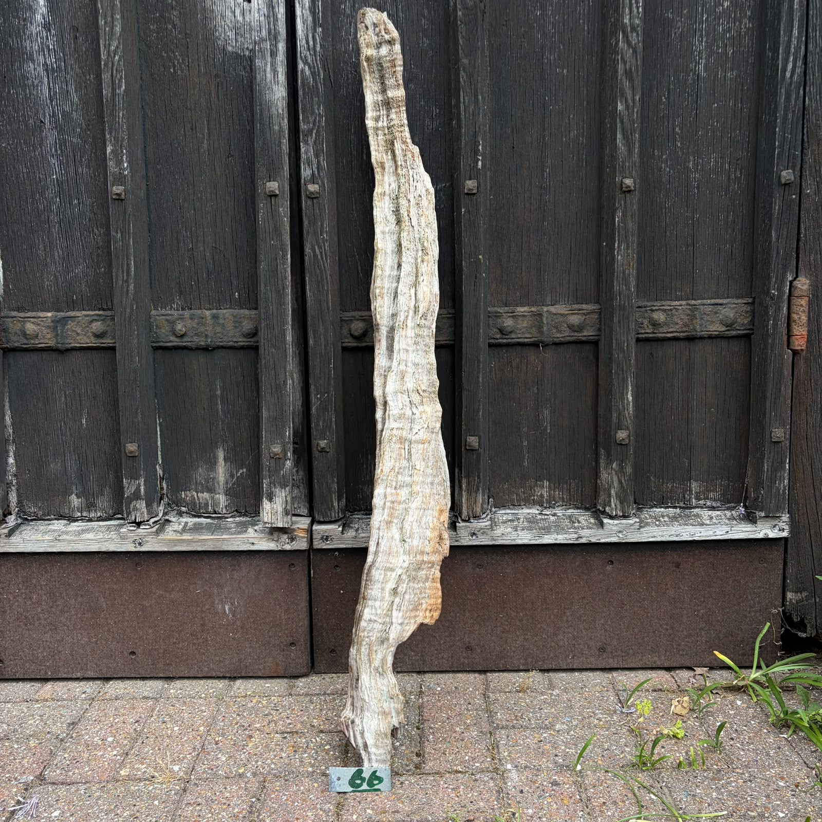 66 Driftwood Sculpture 66 with Free Shipping - Image 1