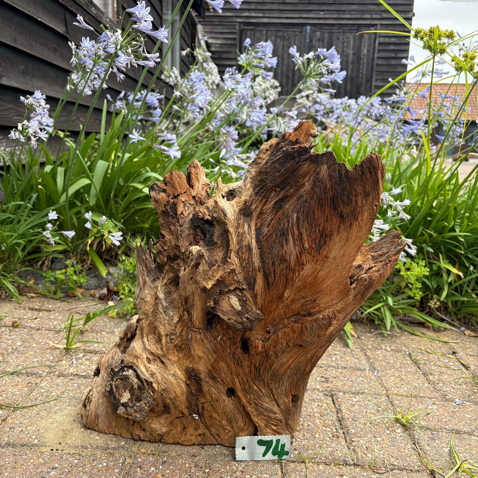 74 Driftwood Sculpture 74 with Free Shipping - Image 1